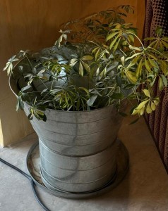 Maceta Birch