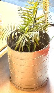 Maceta Maple